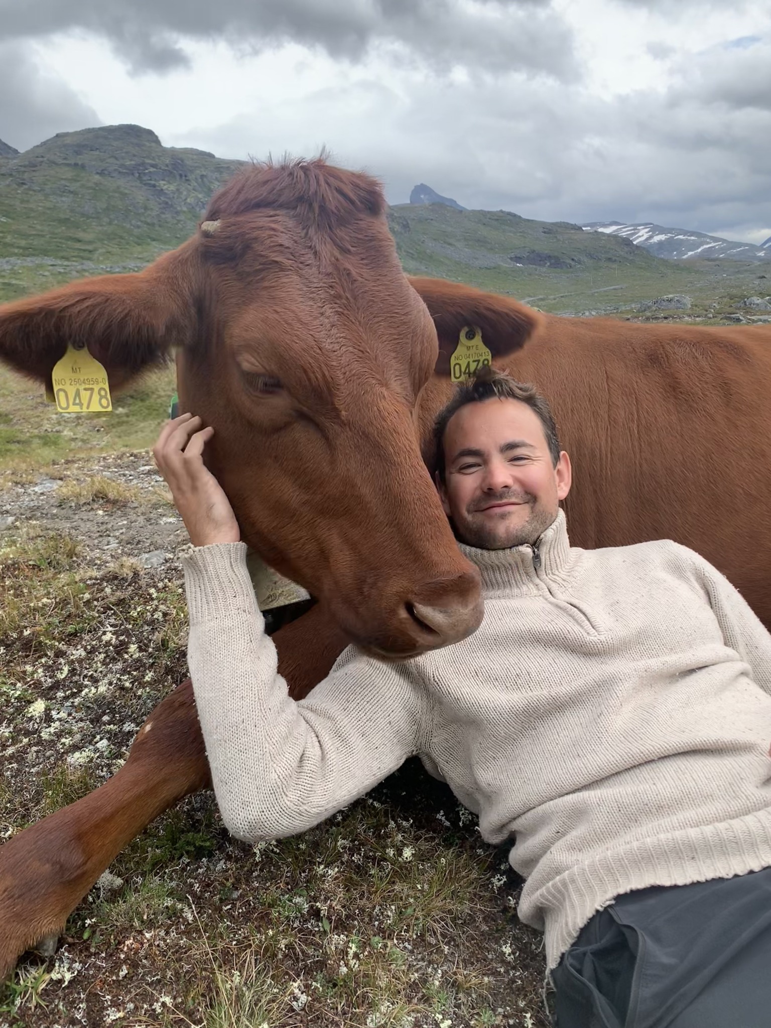 Erik sammen med en ku på fjellet